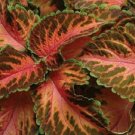50 Seeds Coleus Seeds Wizard Coral Sunrise (Seeds)