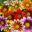 50 Seeds Gazania Seeds Logro Stripe Mix Flower (Seeds)