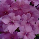 50 Seeds Impatiens Seeds Cascade Beauty Salmon trailing impatiens (Seeds)