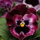 50 Seeds Pansy Seeds Frizzle Sizzle Raspberry flower (Seeds)