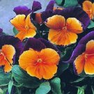 50 Seeds Pansy Seeds Jolly Joker FLOWER (Seeds)