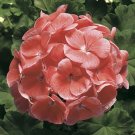 15 Seeds Coated Geranium Pinto Premium Salmon Geranium (Seeds)