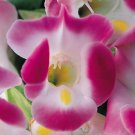 50 Seeds Torenia Seeds Duchess Pink Pelleted Seeds Torenia Fournieri (Seeds)