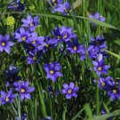 250 Seeds Blue Eyed Grass Seeds (Sisyrinchium bellum) (Seeds)
