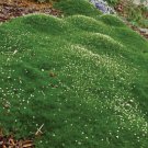 500 Seeds Irish Moss Seeds PERENNIAL SEEDS Ground Cover RAW (Seeds)