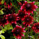 50 Seeds Cherry Brandy Rudbeckia Seeds Flower Seeds "Perennial" (Seeds)