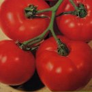 25 Seeds Tomato Seeds Tomato Bush Best Boy F1 Hybrid Slicing Tomato (Seeds)