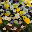 15 Seeds  Pansy Seeds Cool Wave Mix Trailing Pansy (HANGING PANSY) (Seeds)