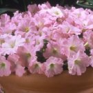 50 Seeds Pelleted Petunia Seeds Celebrity Chiffon Morn FLOWER (Seeds)