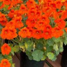 25 Seeds Nasturtium Seeds Nasturtium Baby Orange Seeds Flower (Seeds)