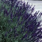 50 Seeds Lavandula Seeds Early Blue Scent ( Perennial ) Blue Lavender (Seeds)