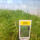 500 Seeds Irish Moss Seeds PERENNIAL SEEDS Ground Cover Sagina (Seeds)