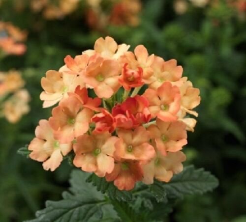 50 Seeds Verbena Seeds Obsession Apricot Verbena (Seeds)