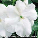 50 Seeds Impatiens Seeds Accent Premium White Impatiens (Seeds)