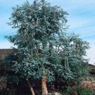25 Seeds Eucalyptus Seeds Silver Dollar Tree (Seeds)