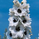 50 Seeds Delphinium Seeds Pacific Giant Percival Flower Seeds (Perennial) (Seeds)