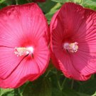 15 Seeds Hibiscus Disco Belle Rosy Red Hybrid Hibiscus Seeds (Perennial Seeds) (Seeds)