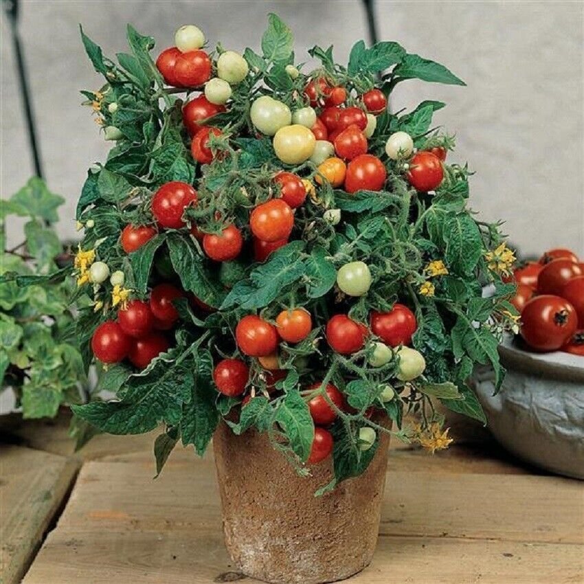 25 Seeds Tomato Seeds Micro Tom Worlds Smallest Tomato Plant (Seeds)