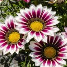 50 Seeds Gazania Seeds Rose Stripe Flower (Seeds)