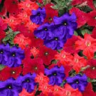 50 Seeds Petunia Seeds Pelleted Seeds Logro Lowrider Mix Large Flowers (Seeds)