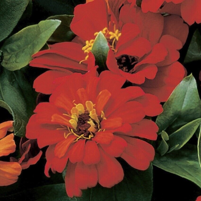 25 Seeds Zinnia Seeds Zinnia Short Stuff Deep Red Flower (Seeds)
