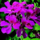 15 Seeds Film Coated Tornado Fuchsia Geranium Seeds Trailing Geranium (Seeds)