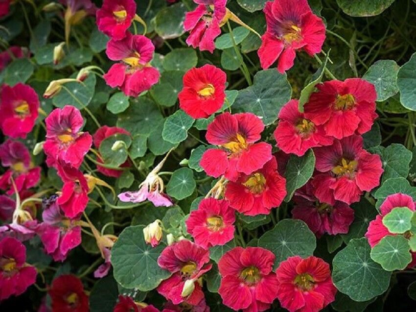 25 Seeds Nasturtium Seeds Nasturtium Tip Top Rose (Seeds)