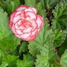 15 Seeds Rose Petticoat Nonstop Begonia Seeds Pelleted (Seeds)