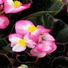50 Seeds Pelleted Begonia Seeds Chocolates Red & White Wax Begonia (Seeds)
