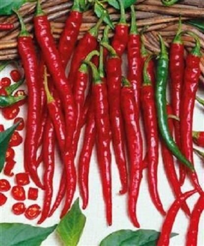 500 Seeds Pepper Seeds Hot Pepper Cayenne Long Slim Chili Pepper (Seeds)