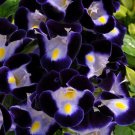 50 Seeds Torenia Seeds Kauai Deep Blue Seeds Pelleted (Seeds)
