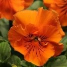 50 Seeds Pansy Seeds Frizzle Sizzle Orange FLOWER (Seeds)