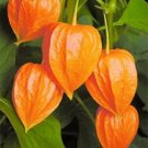 25 Seeds Chinese Paper Lantern Seeds Physalis Alkekengi Ground Cherry (Seeds) 25 Seeds Chinese Paper Lantern Seeds Physalis Alkekengi Ground Cherry (Seeds)