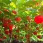 25 Seeds Chinese Paper Lantern Seeds Physalis Alkekengi Ground Cherry (Seeds)