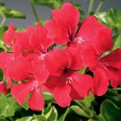 15 Seeds Geranium Seeds Film Coated Tornado Red Trailing Geranium (Seeds)