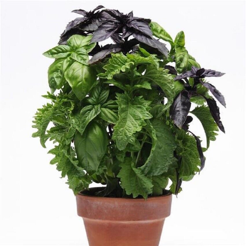 15  Seeds Herb Seeds Multi Pelleted Simply Herbs Trybasil Pellets 3 herbs in one pellet (Seeds)