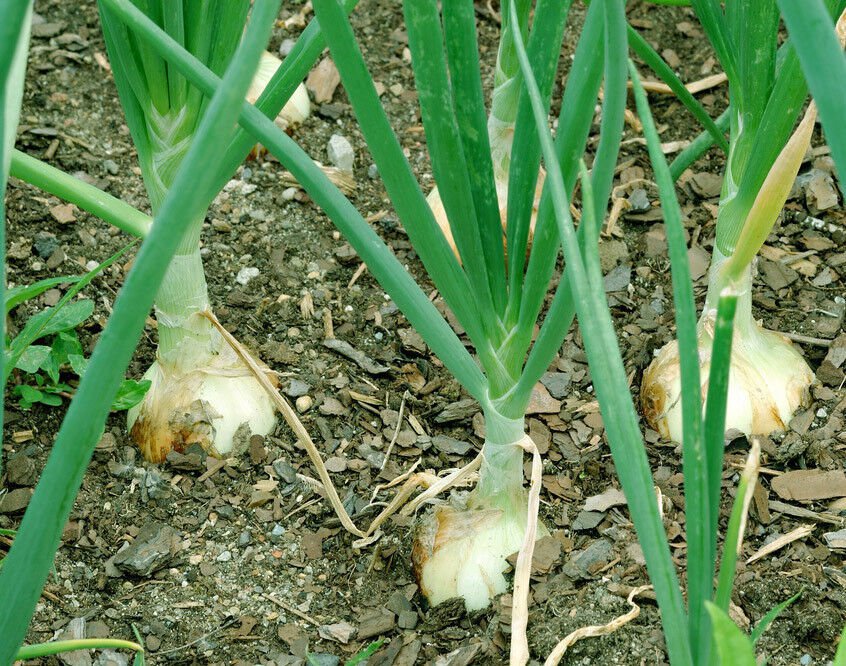 500 Seeds Walla Wall Onion Seeds (Seeds)