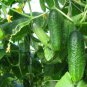 50 Seeds Cucumber Seeds Cool Breeze Cucumber (Seeds)