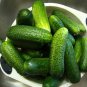 50 Seeds Cucumber Seeds Cool Breeze Cucumber (Seeds)