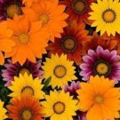 50 Seeds Gazania Seeds New Day Bright Mix Seeds Flower (Seeds)