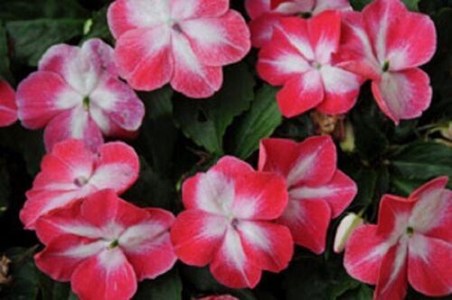 50 Seeds Impatiens Seeds Super Elfin XP Red Starburst Flower Seeds Impatiens (Seeds)