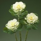 25 Seeds Flowering Kale Seeds Flowering Kale White Flare Ornamental Kale (Seeds)