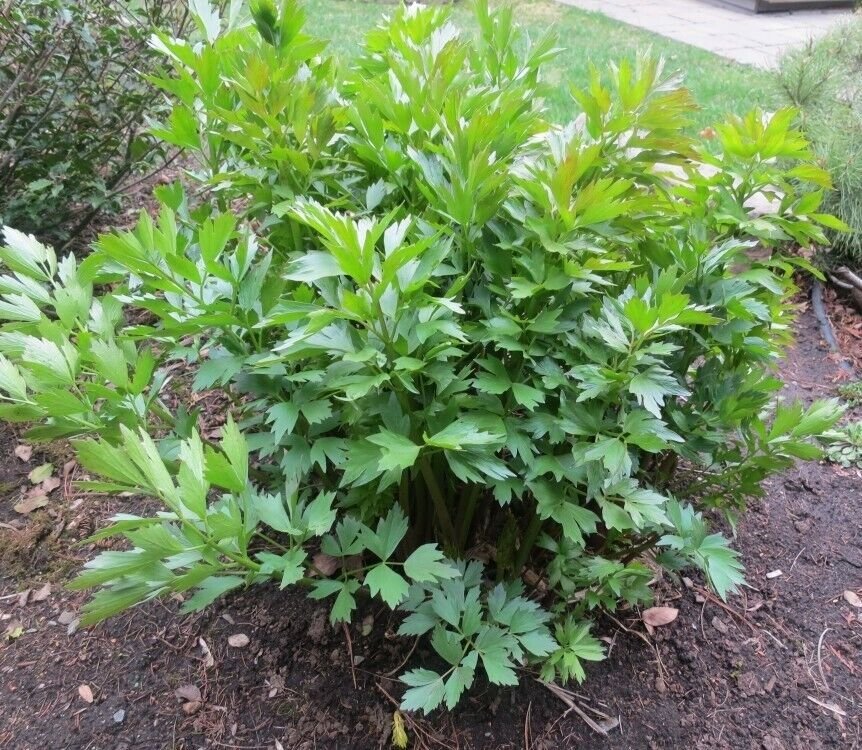100 Seeds Lovage Herb Seeds Heirloom (Seeds)