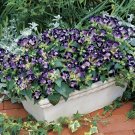 50 Seeds Torenia Seeds Duchess Deep Blue  Pelleted Seeds Torenia Fournieri (Seeds)