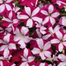 25 Seeds Easy Wave Burgundy Star wave pelleted petunia (Seeds)