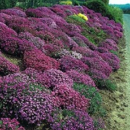100 Seeds Rock Cress Seeds Cascading Red Purple Mix Aubrieta Seeds (PERENNIAL) (Seeds)