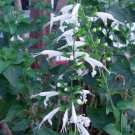 50 Seeds Salvia Seeds Texas Sage Snow Nymph FLOWER (Seeds)