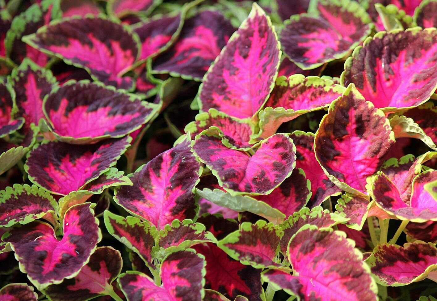 50 Seeds Coleus Seeds Wizard Rose Coleus (Seeds)