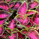 50 Seeds Coleus Seeds Wizard Rose Coleus (Seeds)