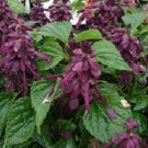 50 Seeds Salvia Sizzler Purple Seeds FLOWER (Seeds)